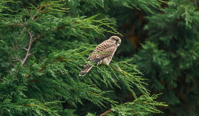 Kestrel