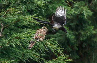 Kestrel