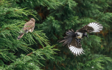 Kestrel
