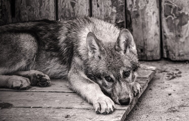 Portrait of a wolf at the zoo.