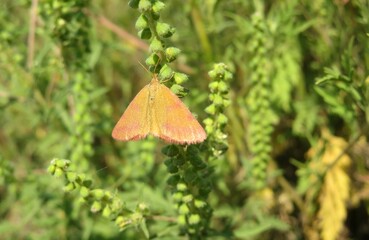 Beautiful pink butterfly moth on green plant in the wild