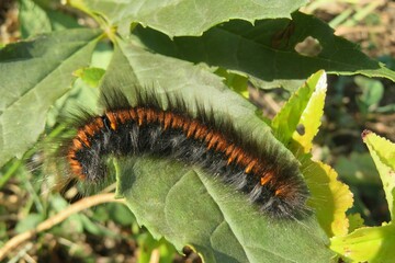 Arctia caja caterpillar on green leaf in the garden, closeup