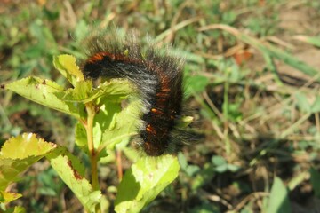 Woolly caja caterpillar on green leafs in the garden, closeup