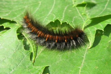 Tiger caja caterpillar on green leaves background in the garden, closeup