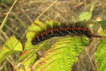 Tiger woolly caterpillar (Arctia caja) on raspberry leaves in the garden, closeup