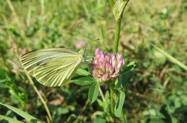 Yellow butterfly on a clover flower in the meadow, closeup