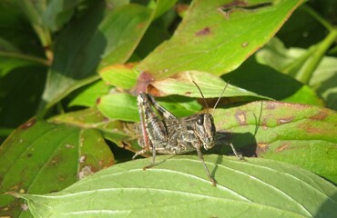 Big locust on a green plant in the garden, closeup