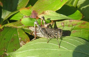 Big locust on leafs in the garden, closeup