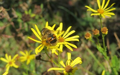 Hoverfly on yellow inula flowers in the meadow, closeup