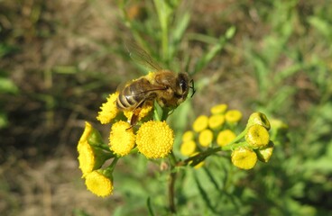 Honeybee on yellow tansy flowers in the meadow, closeup