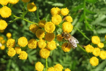 Bee on yellow tansy flowers in the meadow, natural green leaves background