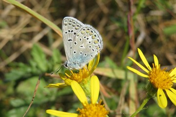 Polyommatus butterfly on yellow flower in the meadow, closeup