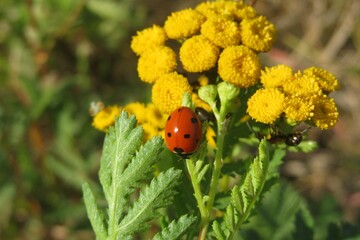 ladybug on a yellow tansy flowers in the meadow, closeup