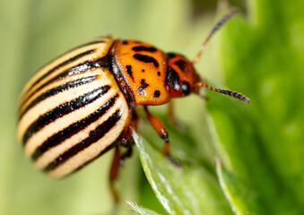 Colorado potato beetle on a green leaf in nature