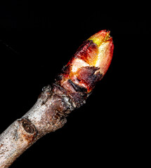 The bud opens on a tree branch.