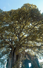 Obraz premium IGREJA NO MATO