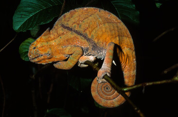 Caméléon à Baudrier, femelle, Furcifer balteatus, Madagascar
