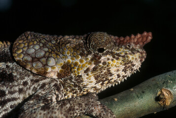 Cameleon à capuchon, male, Chamaeleo brevicornis, Madagascar
