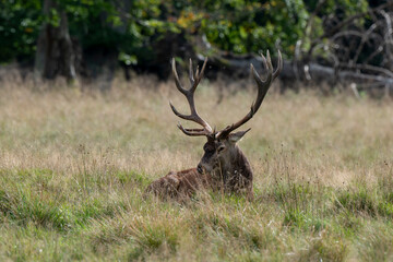 Cerf élaphe, brame, cervus elaphus