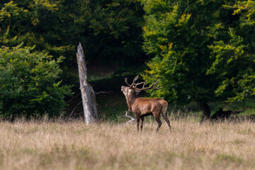 Cerf élaphe, brame, cervus elaphus