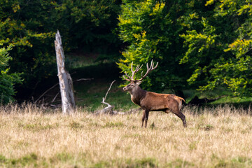 Cerf élaphe, brame, cervus elaphus