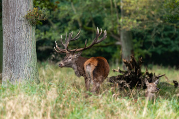 Cerf élaphe, brame, cervus elaphus