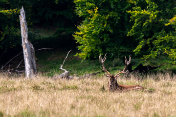 Cerf élaphe, brame, cervus elaphus