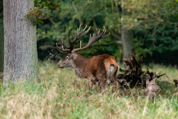 Cerf élaphe, brame, cervus elaphus