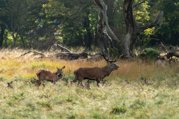 Cerf élaphe, biche, cerf, brame, cervus elaphus
