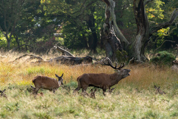 Cerf élaphe, biche, cerf, brame, cervus elaphus