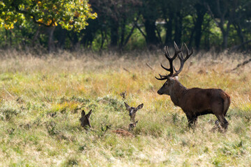 Cerf élaphe, biche, cerf, brame, cervus elaphus