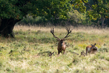 Cerf élaphe, biche, cerf, brame, cervus elaphus