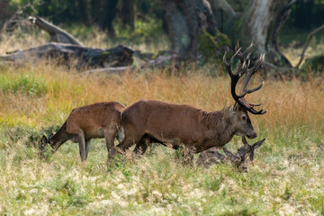 Cerf élaphe, biche, cerf, brame, cervus elaphus