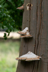 champignon, Amadouvier, Fomes fomentarius