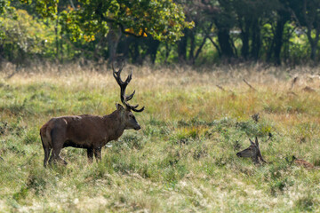 Cerf élaphe, biche, cerf, brame, cervus elaphus