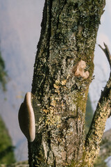 Champignon, Faux amadouvier, Phellinus igniarius