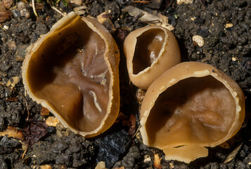 Champignon, Pézize veinée, Disciotis venosa, Peziza venosa