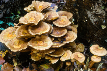 Champignon, Pholiote &eacute;cailleuse, Pholiote &eacute;cailleuse,