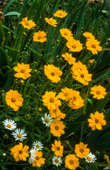 Coréopsis, Coreopsis grandiflora