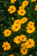 Coréopsis, Coreopsis grandiflora