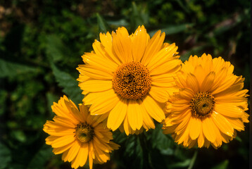 Coréopsis, Coreopsis grandiflora