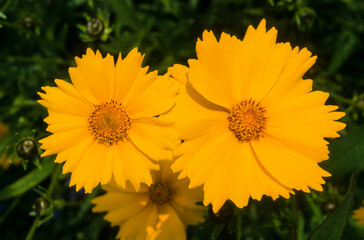 Coréopsis, Coreopsis grandiflora