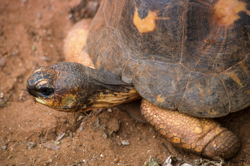 Obraz premium Tortue étoilée, Astrochelys radiata, Madagascar
