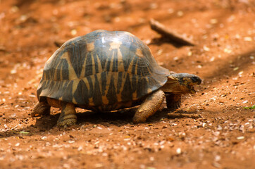Tortue étoilée, Astrochelys radiata, Madagascar