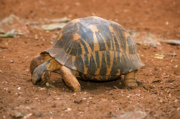 Obraz premium Tortue étoilée, Astrochelys radiata, Madagascar