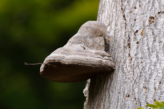champignon, Amadouvier, Fomes fomentarius