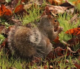 Naklejka na ściany i meble Autumn nut gathering squirrel saving for winter