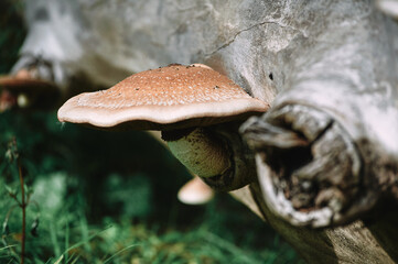 Toadstool mushroom on a fallen white tree