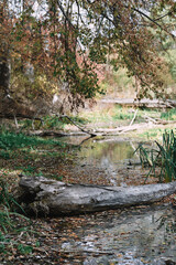 Swamp with fallen trees and green water, bog