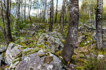 Birkenwald mit Moosfelsen
